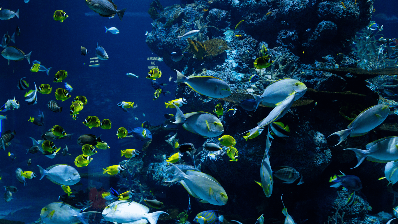 Glow-in-the-Dark Fish Discover the Most Bioluminescent Catches Ever Recorded