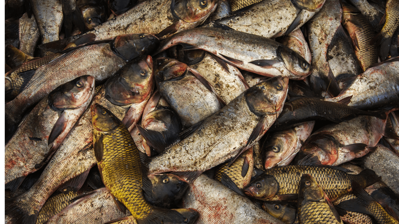 Illegal Fishing and Its Impact Global Crackdowns and Latest Reports on Ecological Threats