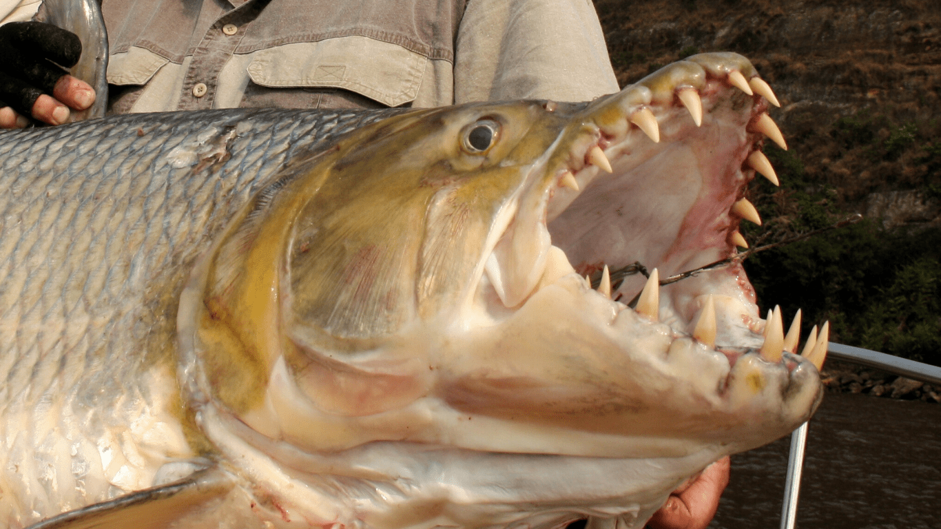 Goliath Tigerfish