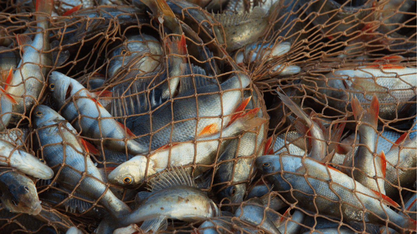 Shocking Fish Declines What Scientists Are Saying About Overfishing and How to Stop It