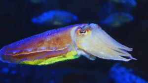 Color-Changing Fish? Discover the Most Vibrant and Unusual Catches in ...