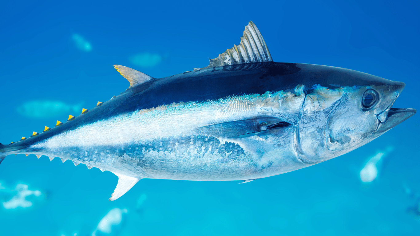 The World’s Most Expensive Fish Ever Caught and Sold $3.1 Million Pacific Bluefin Tuna