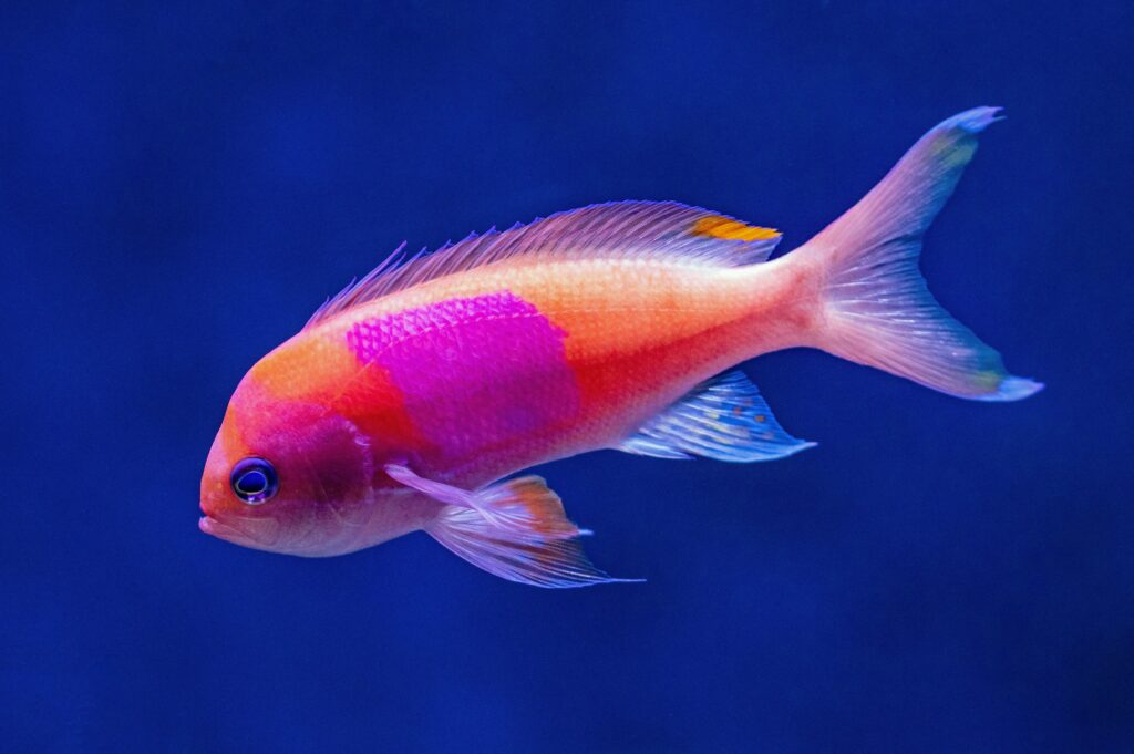 color changing fish species