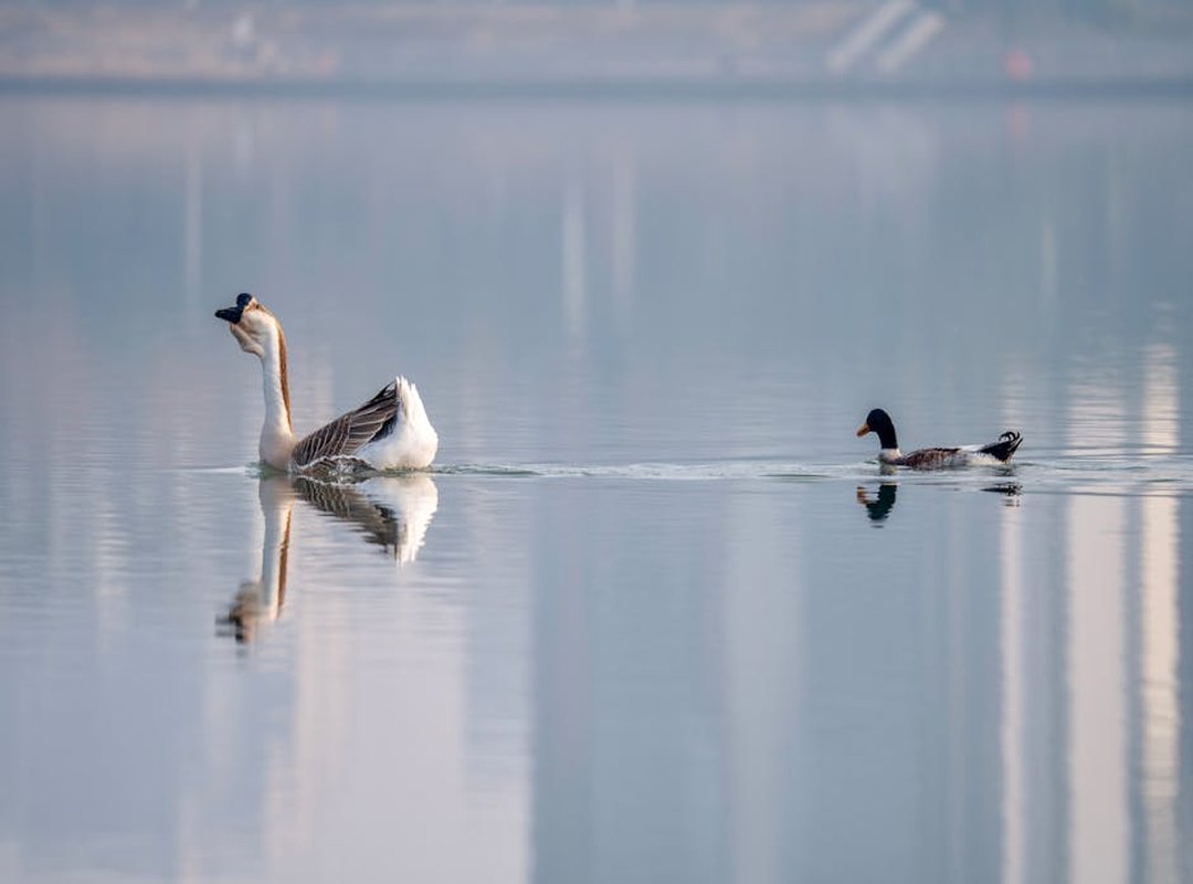 Techniques and Styles